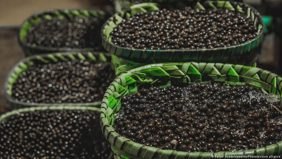Febre global pelo açaí desafia ecossistema da Amazônia