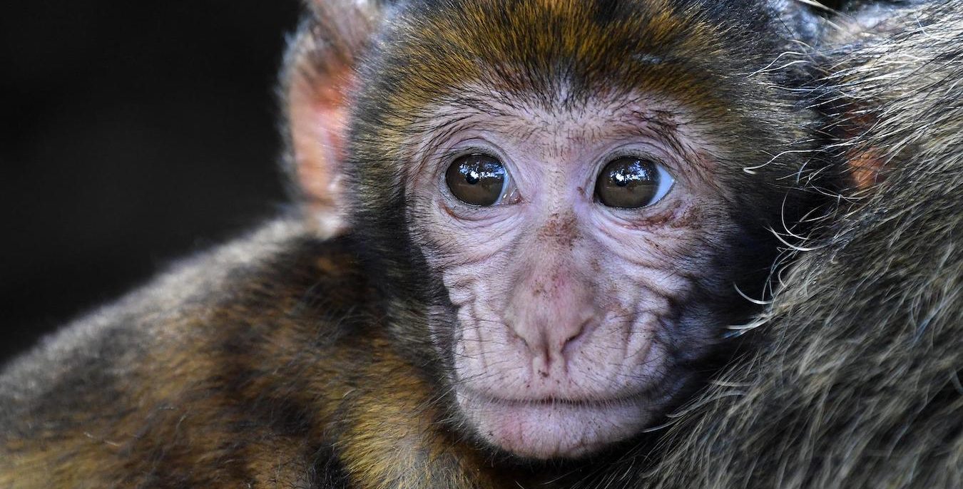 Fósseis no Acre revelam espécies de macacos de 11 milhões de anos