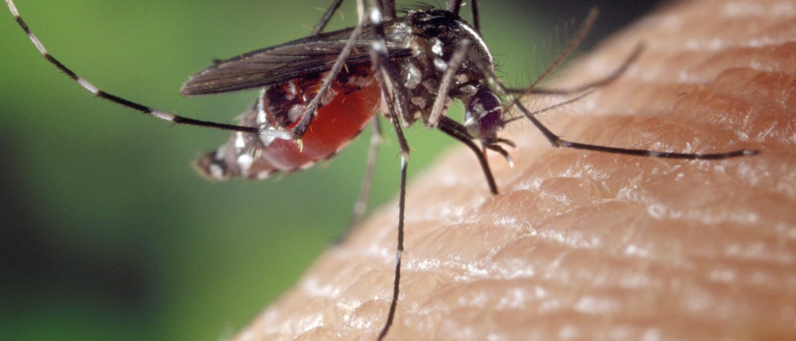 Novas vacinas contra chikungunya avançam no Brasil