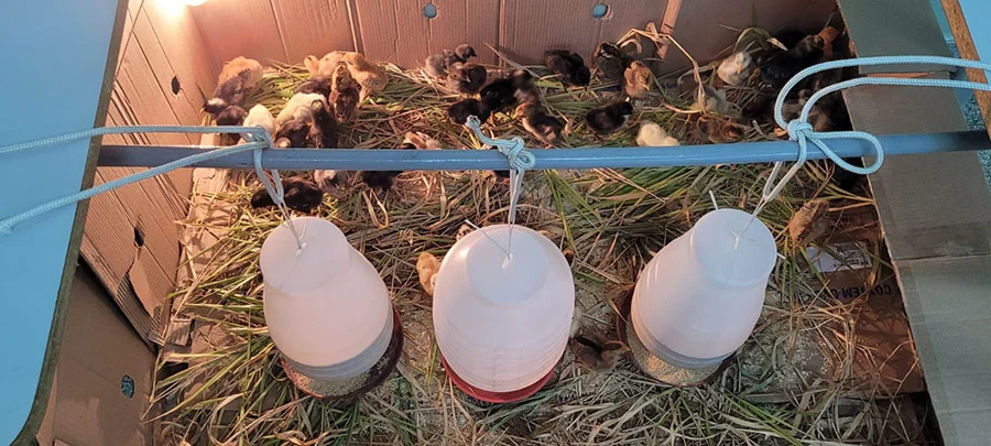 Embrapa cria galinheiro para prevenir doenças em comunidades indígenas