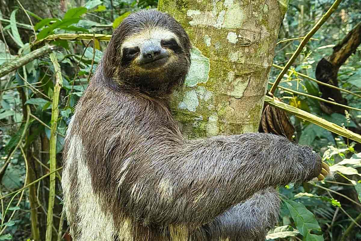 Tucano, bicho-preguiça e curicaca são reintroduzidos no Jardim Botânico em Juiz de Fora