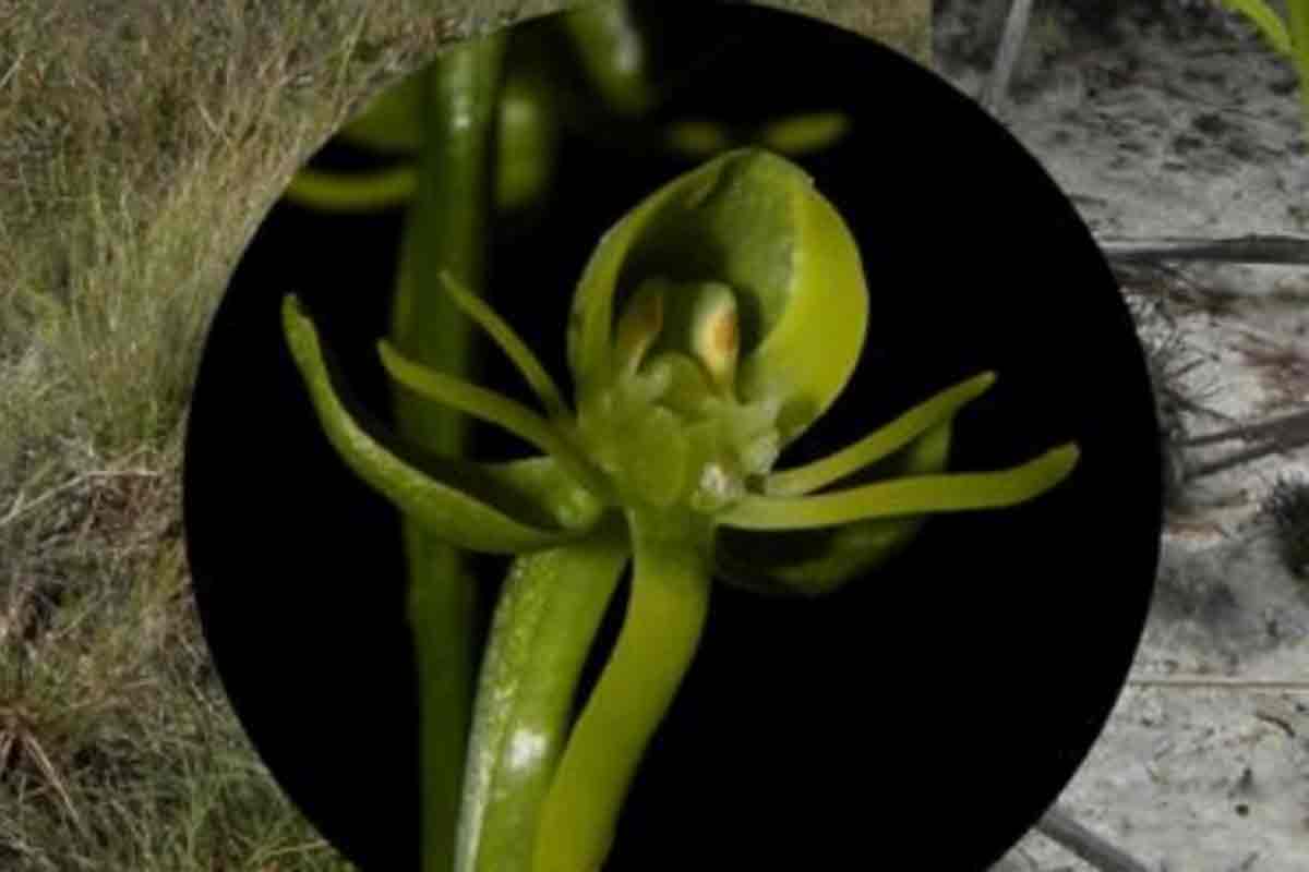 Nova espécie de orquídea é descoberta em unidade de conservação no Norte de Minas