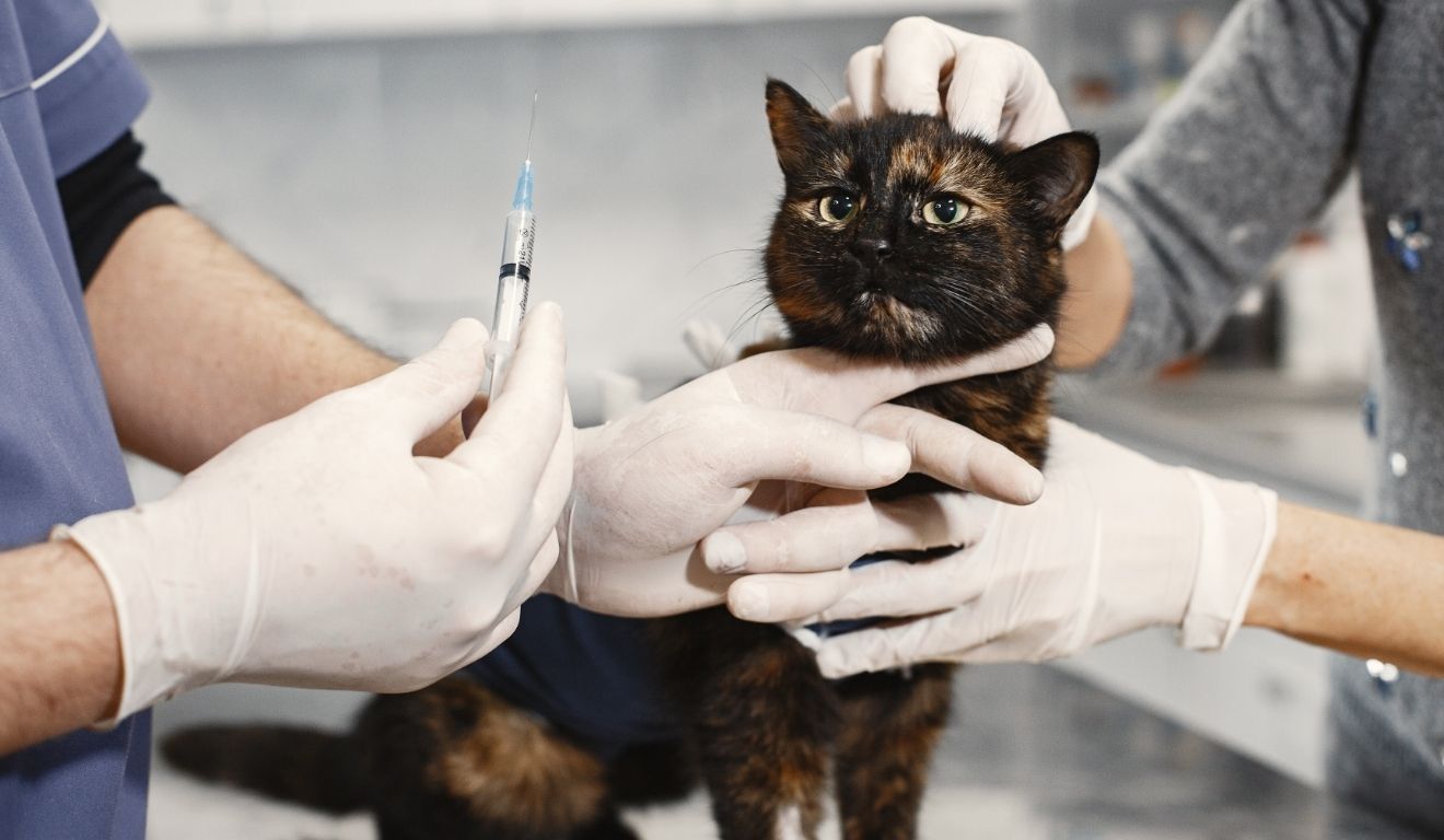 Hospital Veterinário de Cariacica: veja especialidades e exames gratuitos