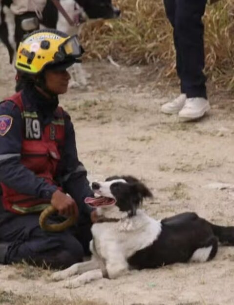 Cão que sofreu maus-tratos vira herói após resgatar 12 pessoas em terremoto na Venezuela
