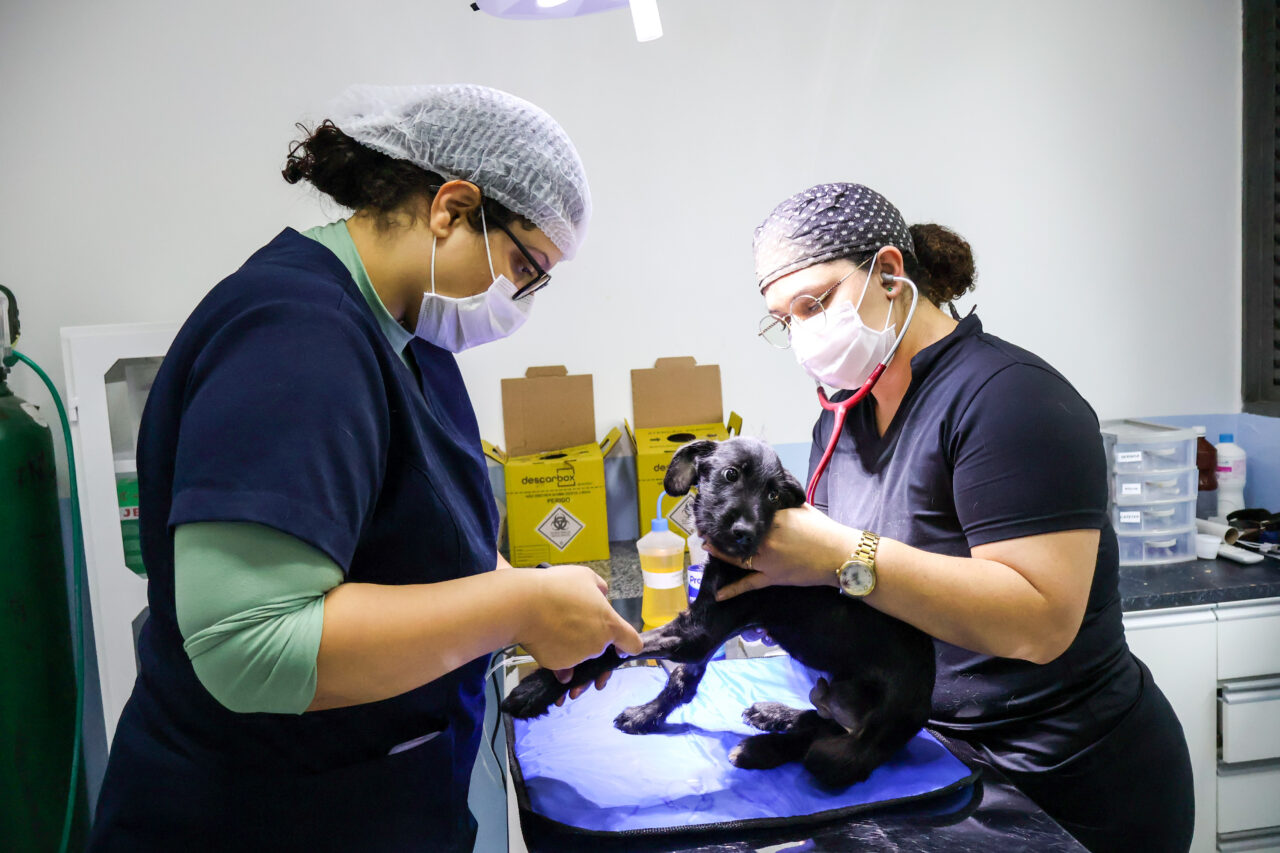 Maringá compra 20 mil microchips para identificar cães e gatos
