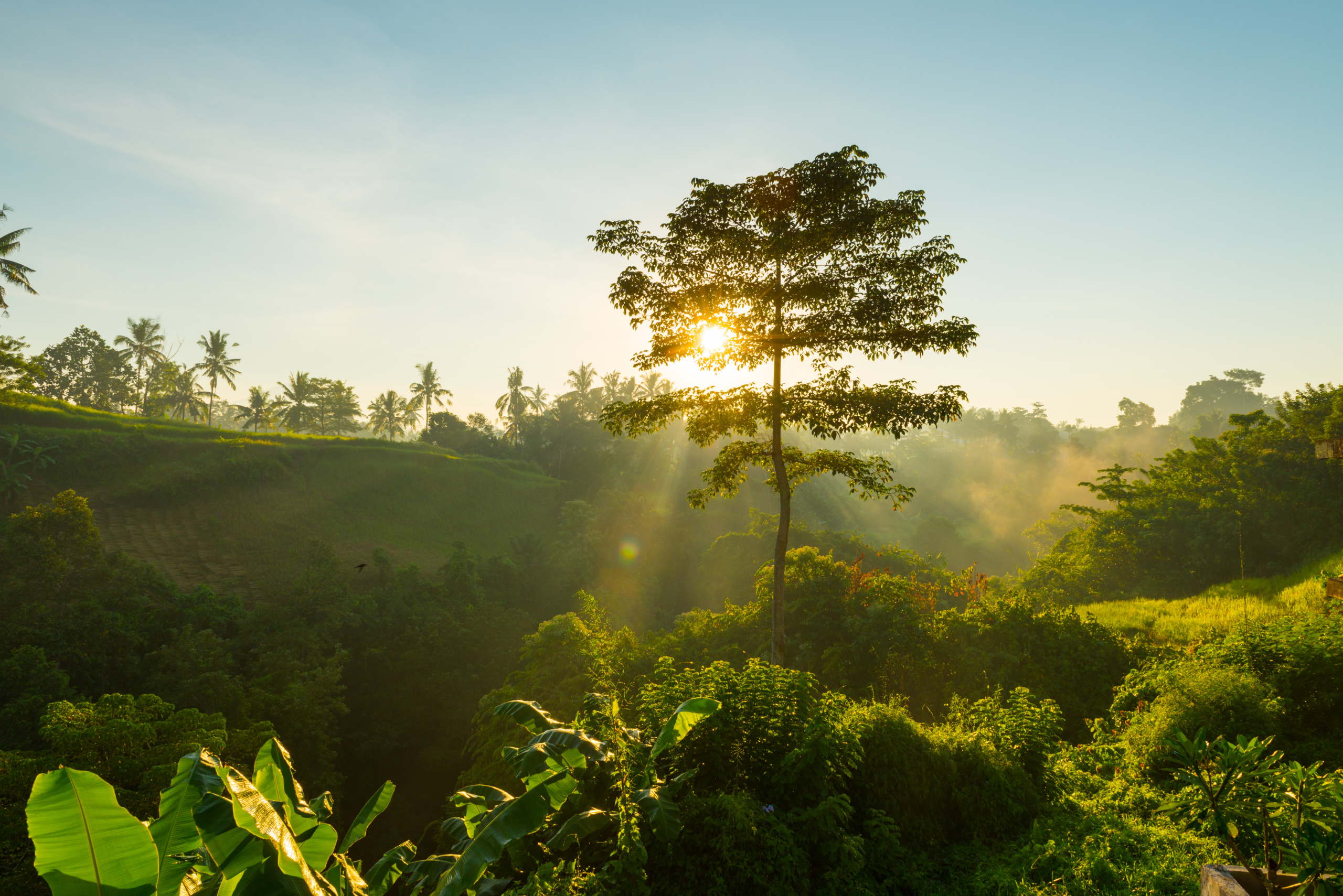 Tributação e direito fundamental ao meio ambiente ecologicamente equilibrado