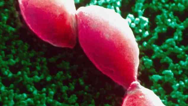 Parasita negligenciado infecta um terço da humanidade