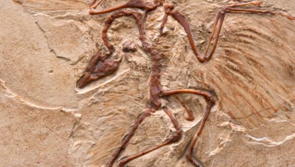 Dinossauro Archaeopteryx precisava de saltos sequenciais para conseguir voar