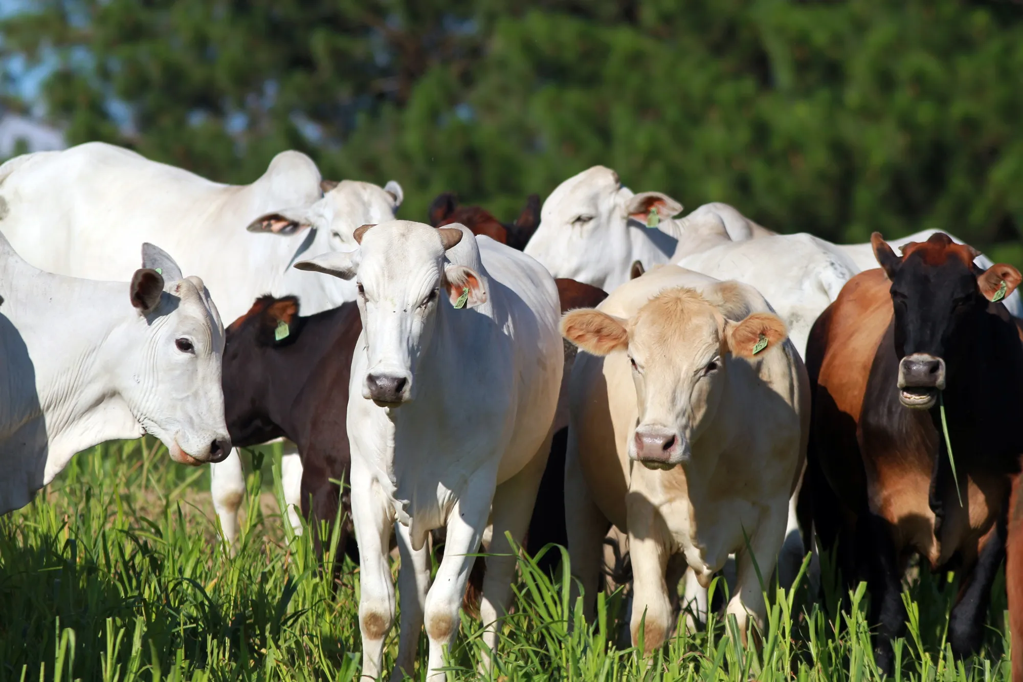 Paraná cria acervo que pode salvar toda a carne brasileira em 72 horas